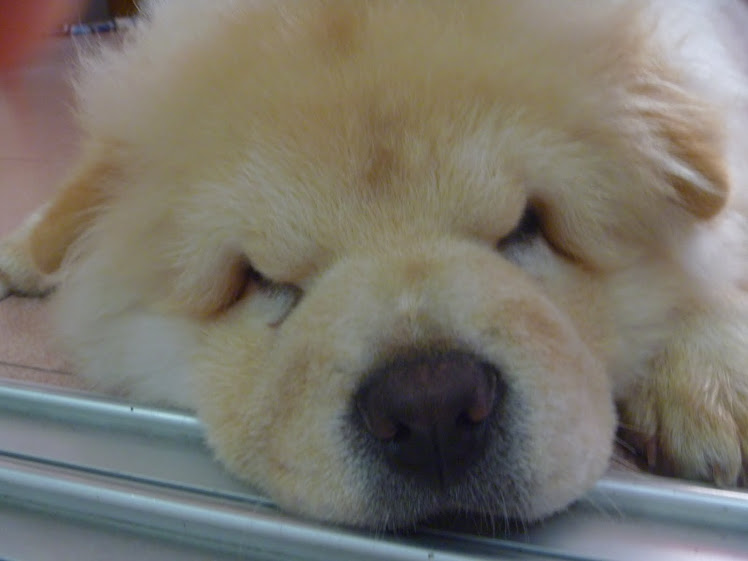 Obesity essay conclusion image