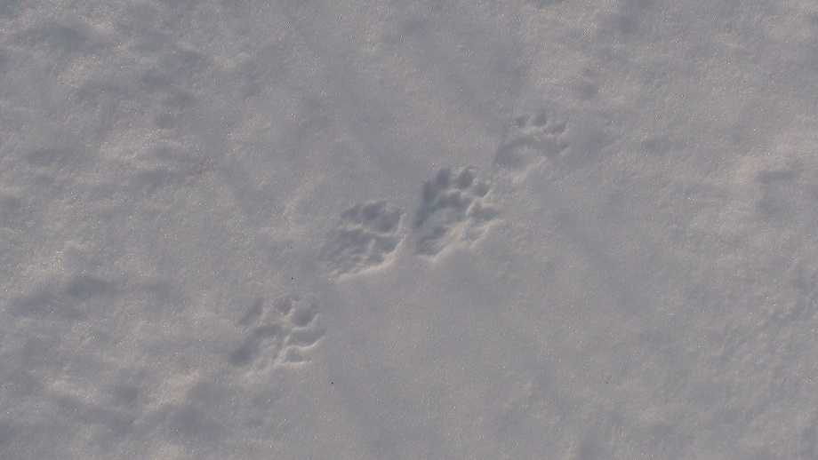 Tales From The Wilds Tell Tale Tracks