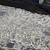 Hallan Decenas De Peces Muertos En El Salvador.