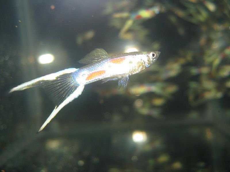 Gambar Ikan Guppy Double Swordtail Dari Vietnam