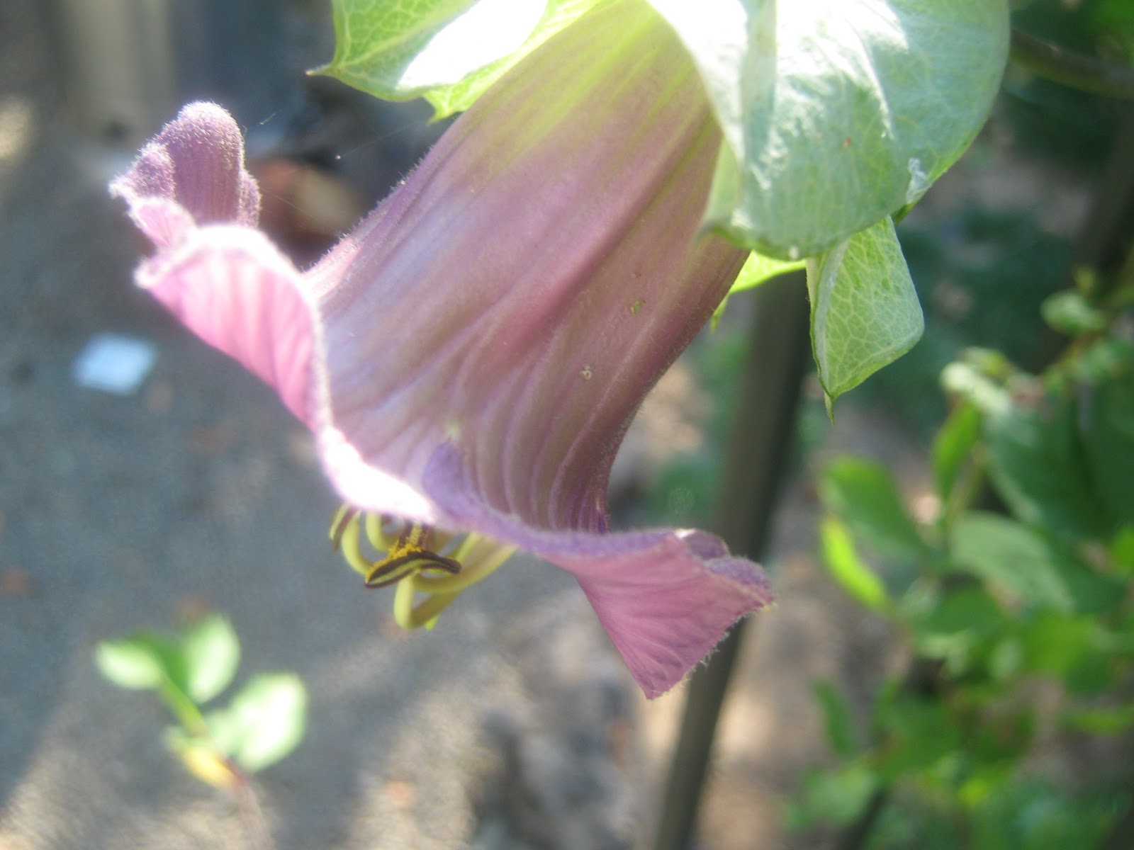 Rindy Mae Cup & Saucer Vine