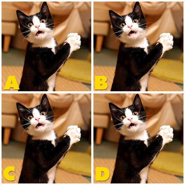 Quiz Diva Kitty Difference Spot The Different Kitty Quiz