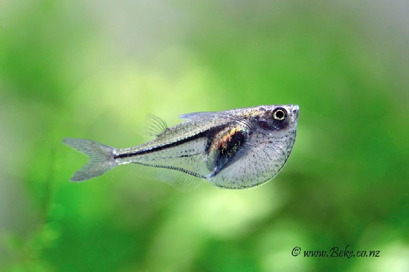 29. Jenis Ikan Hias Aquascape Marbled Hatchetfish