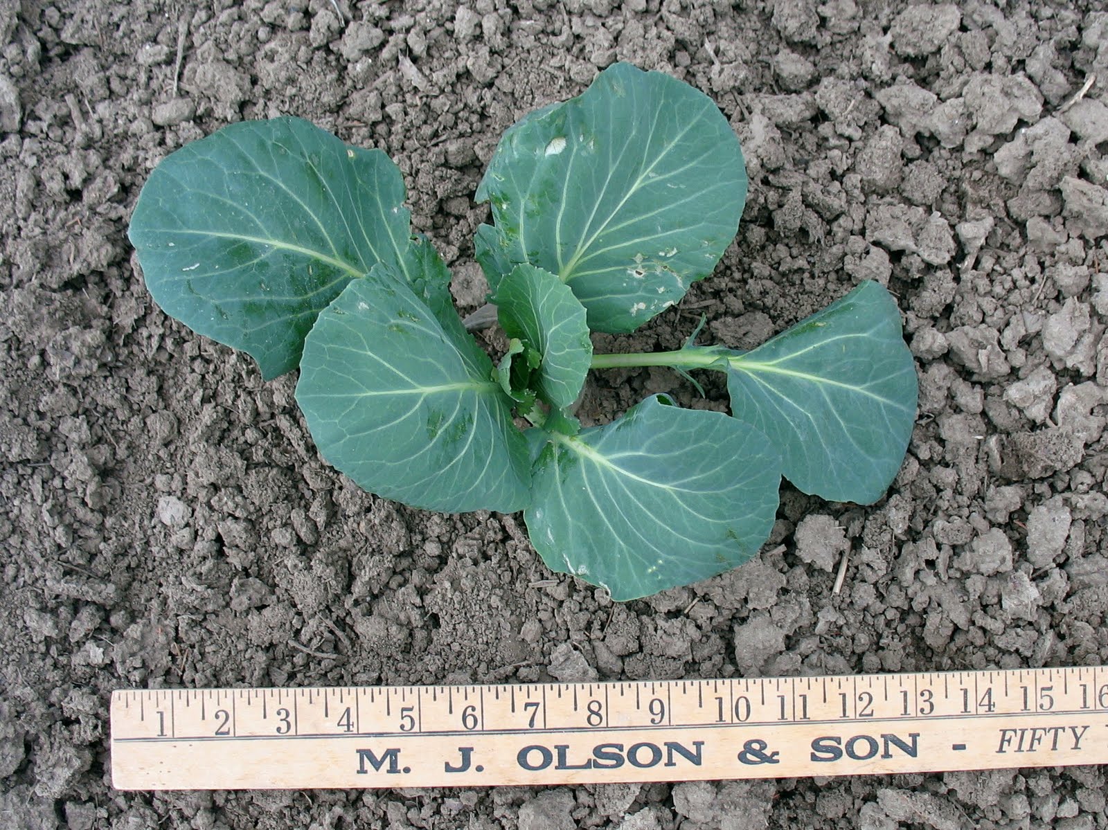 Larrys weed free vegetable garden No Weeds Under Amy's Cabbage