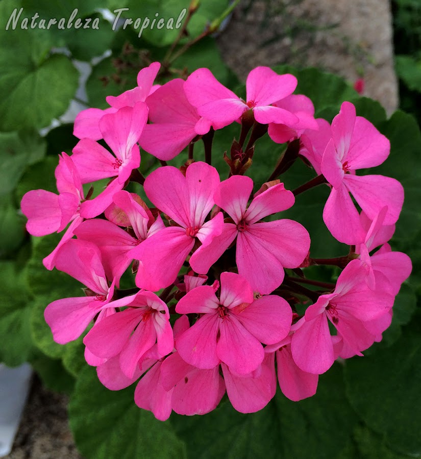 Floración característica de los Geranios, género Pelargonium