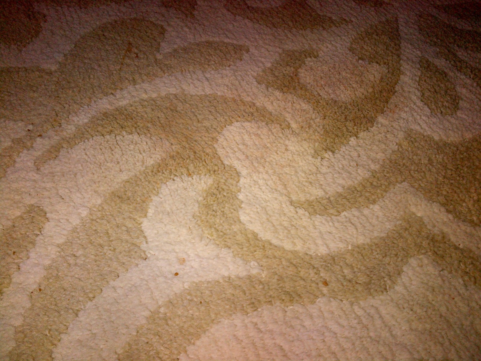 Best Pet Stain Remover For Carpet And Pet Odor Eliminator Clean Pet