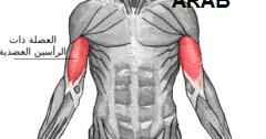 العضلة ذات الرأسين العضدية Biceps Brachial جيم العرب Gym Arab