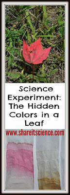 leaf chromatography experiment kids science
