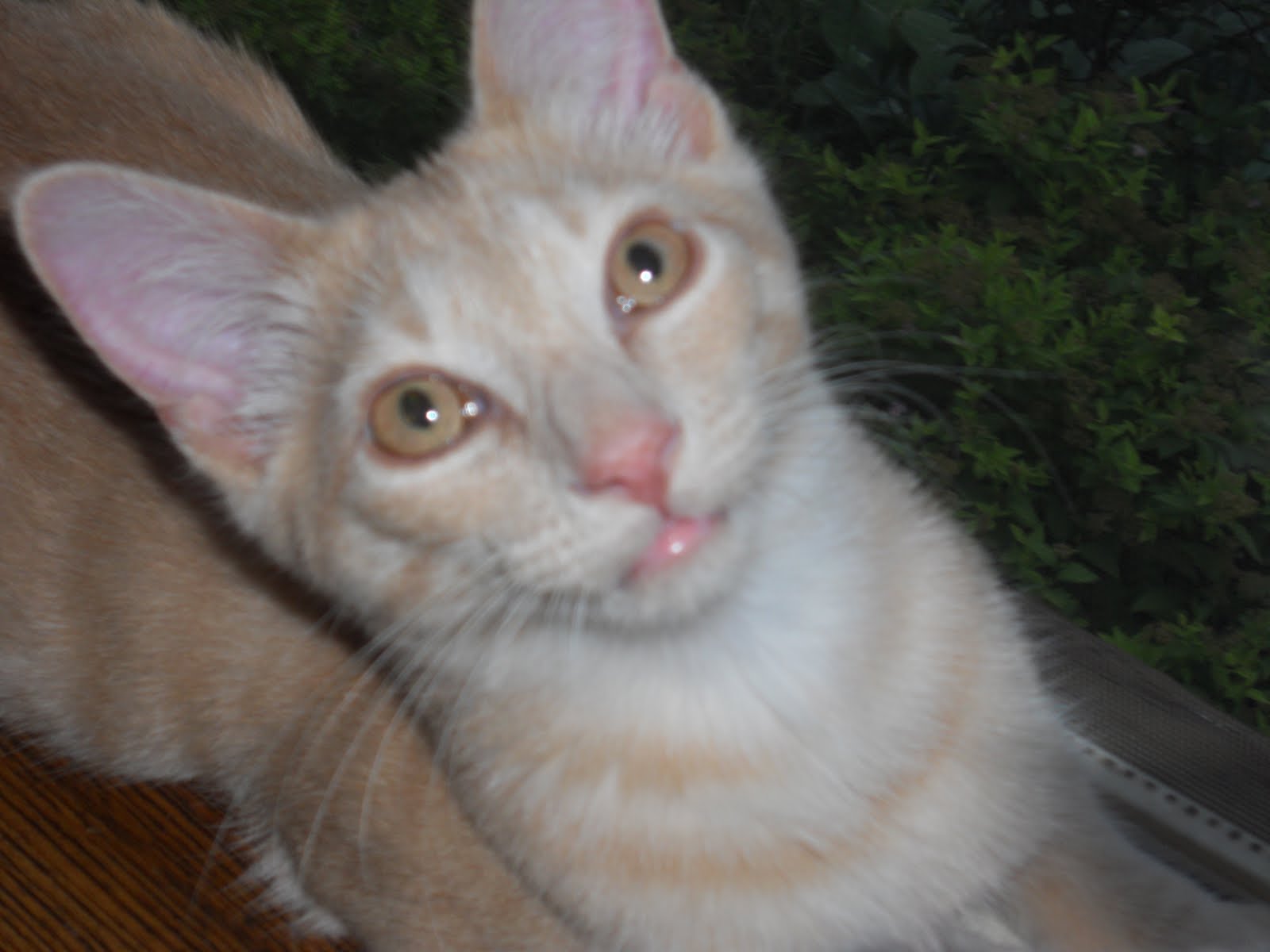 Feline Rescue Cat Tales Orange Kitties!