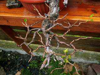 Yamadori Prunus mahaleb bonsai cultivation winter image