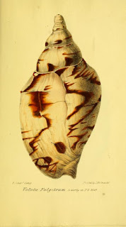 Shell illustration books   Read online or download.