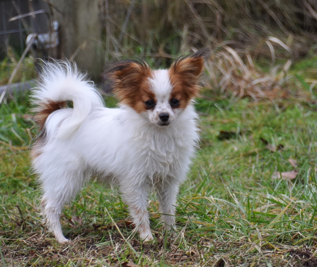 Road's End Papillons Available Papillon Puppy