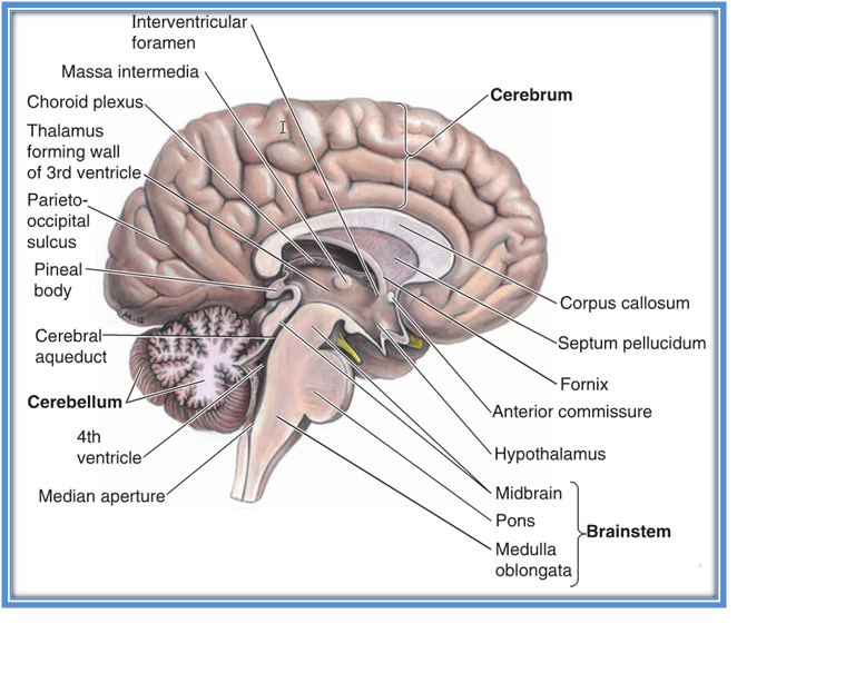 BY 411: Advanced Human Anatomy Blog: Neuroanatomy - Journal Post (#2 ...