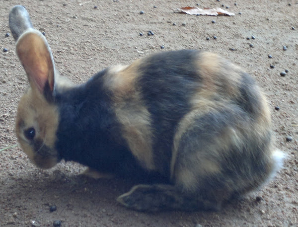 Harlequin rabbit, Harlequin rabbit, Harlequin rabbit, breed, behavior, Harlequin rabbit, breed info, Harlequin rabbit care, Harlequin rabbit characteristics, Harlequin rabbit colors, Harlequin rabbit for meat, Harlequin rabbit facts, Harlequin rabbit history, Harlequin rabbit info, Harlequin rabbit information，丑角兔形象，丑角兔寿命，丑角兔肉，丑角兔起源，丑角兔个性，丑角兔图片，丑角兔照片，丑角兔大小，丑角兔气质，丑角兔用途，关于丑角兔