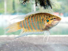 Water World: Species Introduction