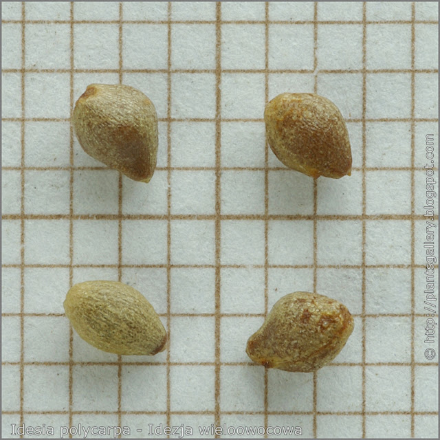 Idesia polycarpa seeds - Idezja wieloowocowa, idesia wieloowocowa nasiona