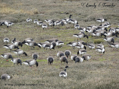 Brent goose - Branta bernicla hrota