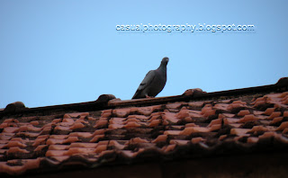 Pigeon - In the Waiting - Karaikudi