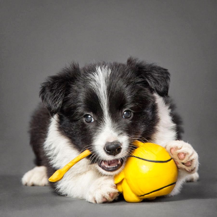 The Craziest Dogs Photography of All Time