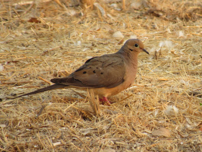 Sacramento National Wildlife Refuge