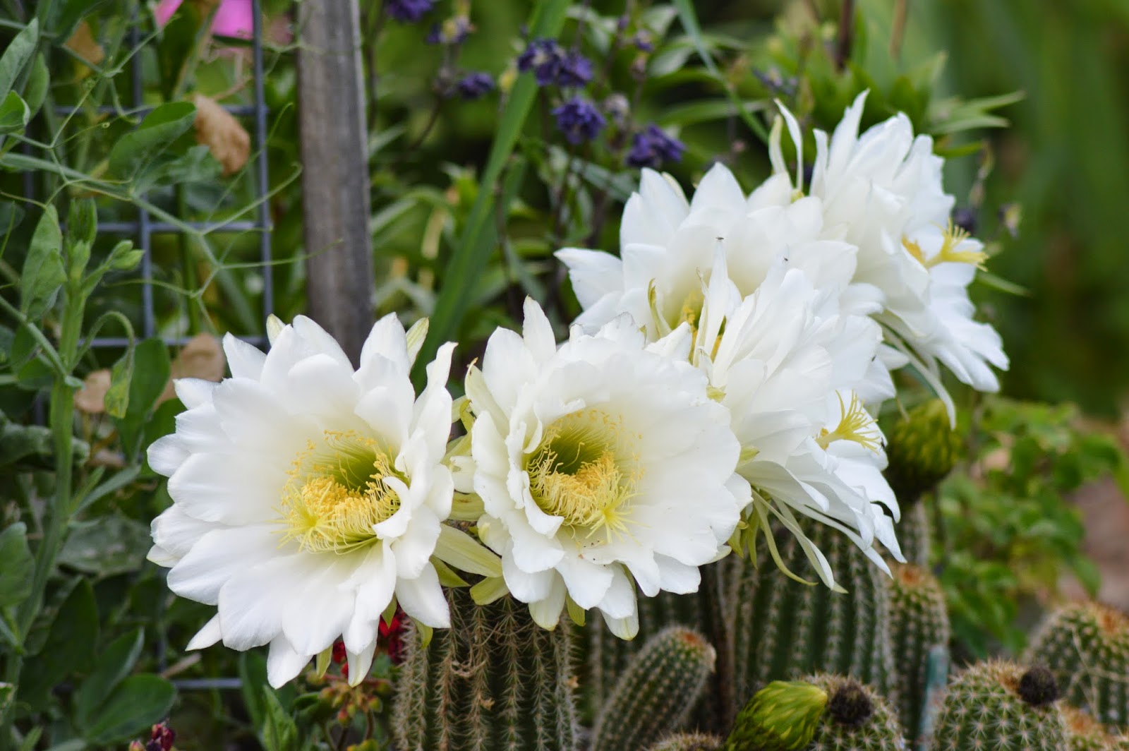 цветок 15 ноября. цветок 2014 года. цветок 2014 года. цветок 2014 года. бутон.