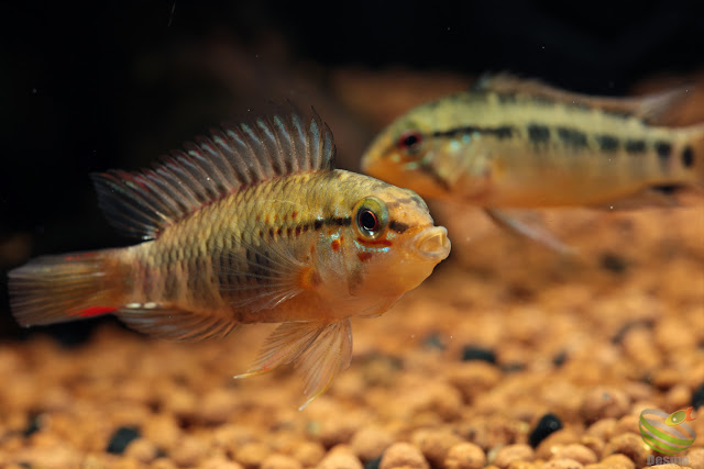 Apistogramma sp. manacacias