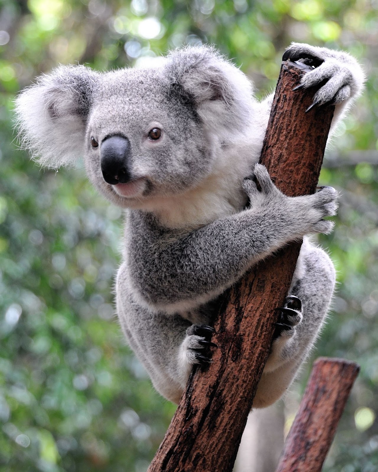 Imagenes para soñar: Koalas tiernos y tranquilos