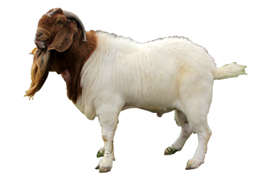 Kambing Goat png (Transparent Background)