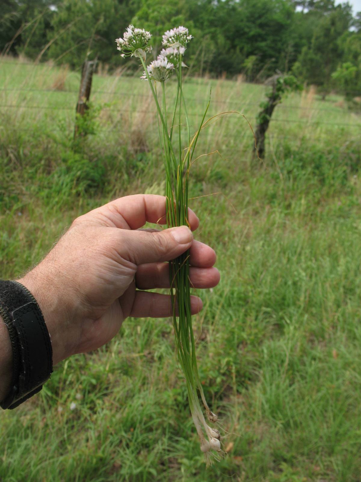 Sensible Survival: Edible Wild Plants - Wild Onions