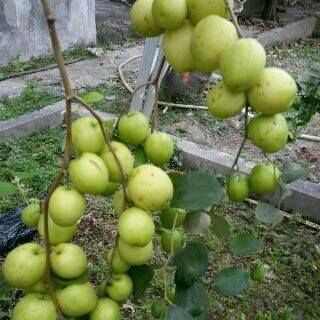 84 Gambar Tanaman Apel India HD 84 Gambar Tanaman Apel India HD