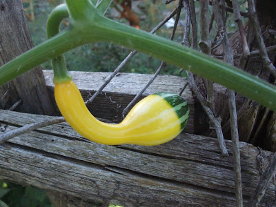 gourd growing on fence, vine, october