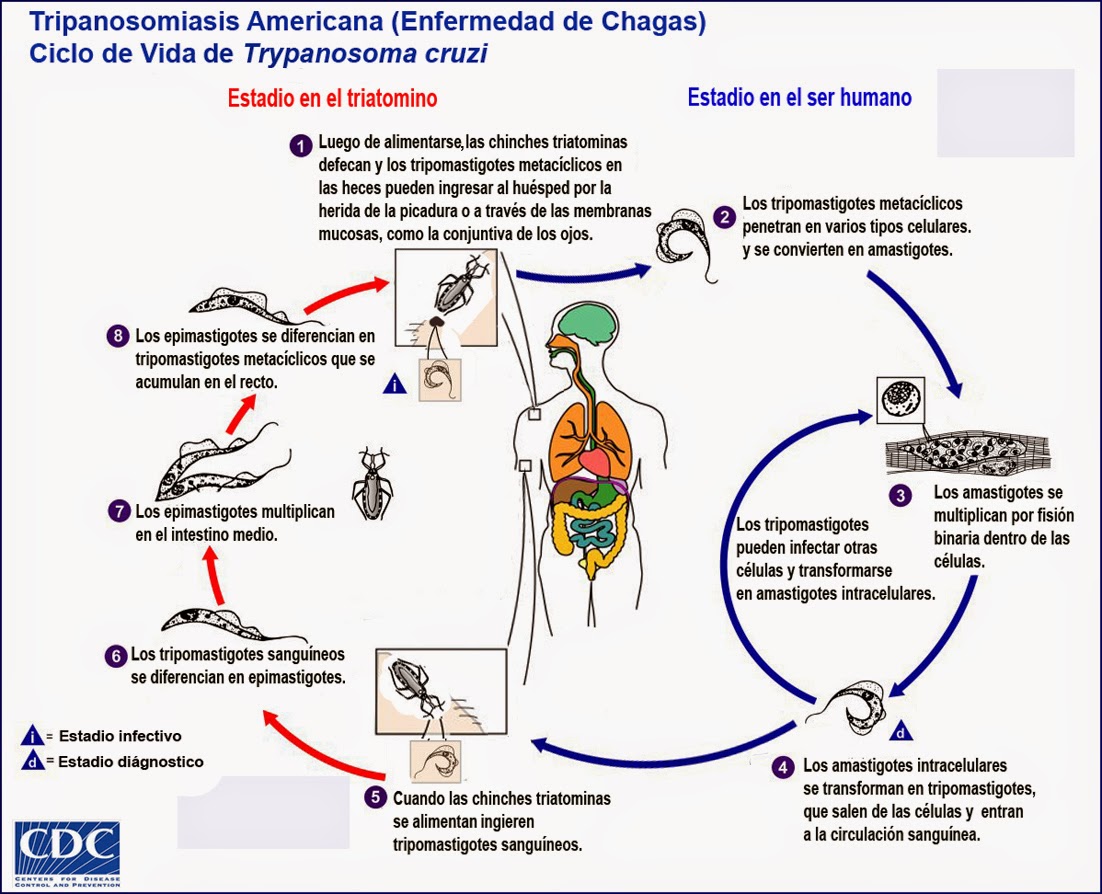 основной хозяин трипаносомы. цикл развития трипаносомы схема. основной хозяин трипаносомы жизненный цикл. африканский трипаносомоз жизненный цикл. Trypanosoma cruzi цикл развития.
