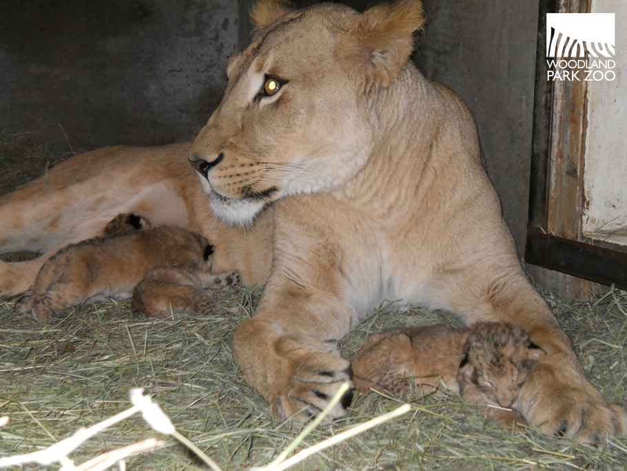 "Newborn Lion Cubs Steal Hearts at Zoo with Mother's Watchful Eye ...