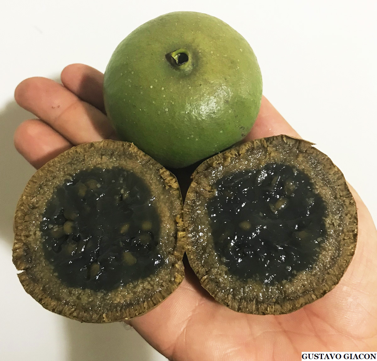 Viveiro Ciprest Plantas Nativas e Exóticas Puruí Graúdo ou Marmelada de Bezerro ( Alibertia Viveiro Ciprest Plantas Nativas e Exóticas Puruí Graúdo ou Marmelada de Bezerro ( Alibertia