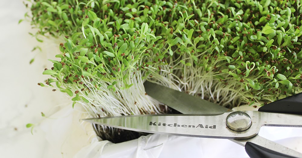 Southern Mom Loves How to Grow Alfalfa Sprouts in Your Kitchen!
