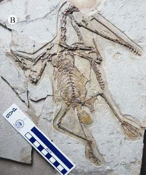 Prehistoric Beast of the Week: Darwinopterus: Beast of the Week