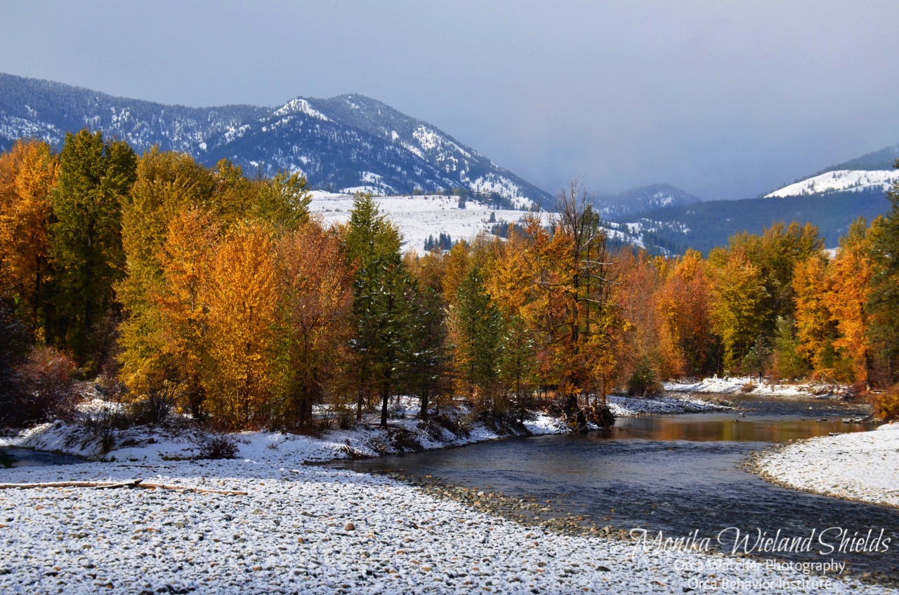 Orca Watcher The North Cascades and Methow Valley