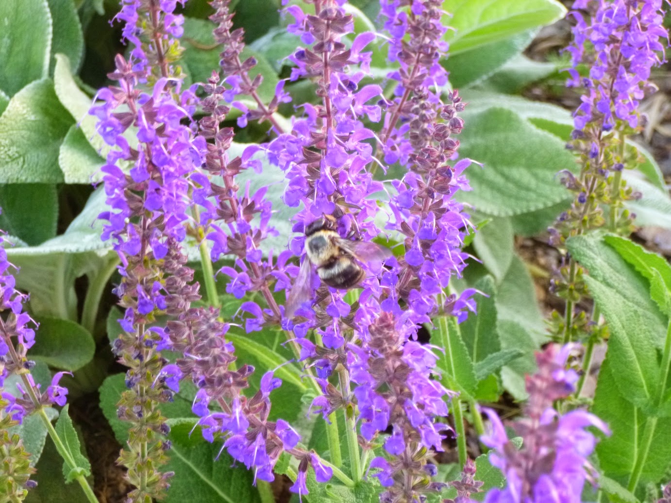 Salvia nemorosa "May Night" and bumblebee 