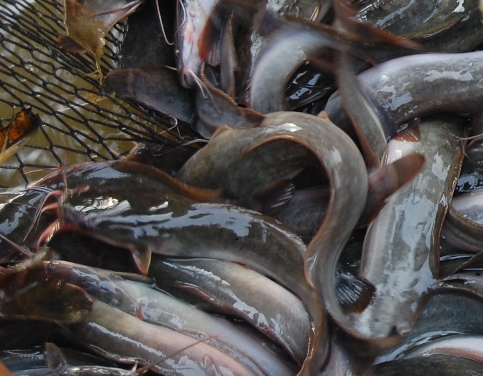 Suria Helang Lui: Prime, tasty keli (catfish)