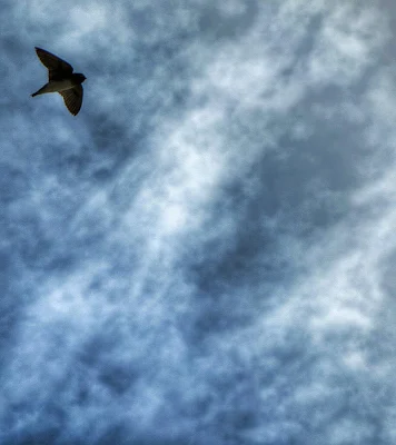 SF Bay Area Birding: Barn swallow
