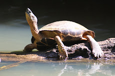 Schildpad