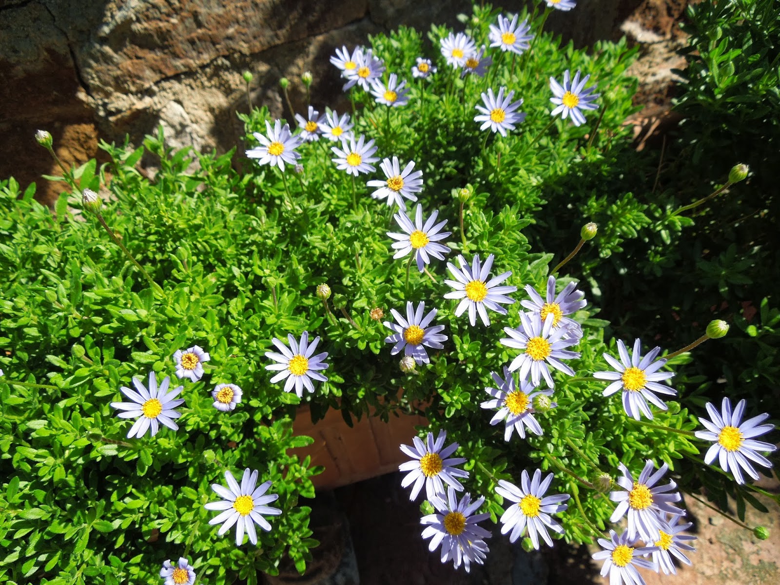 MARGARITA AZUL BOTÀNIC SERRAT