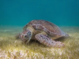 Endangered green sea turtle of North Africa's Mauritania
