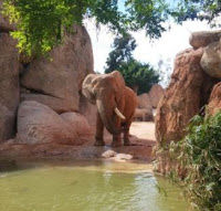 Bioparc Valencia. Bioparc Valencia.