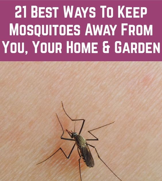 21 Best Ways To Keep Mosquitoes Away From You, Your Home & Garden