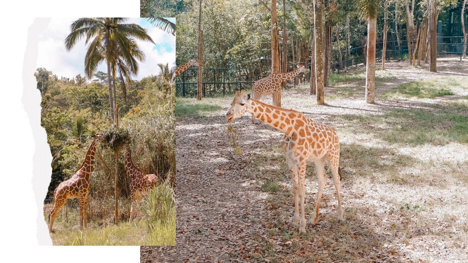 Cebu Safari and Adventure Park + Zayn's First Zoo Experience
