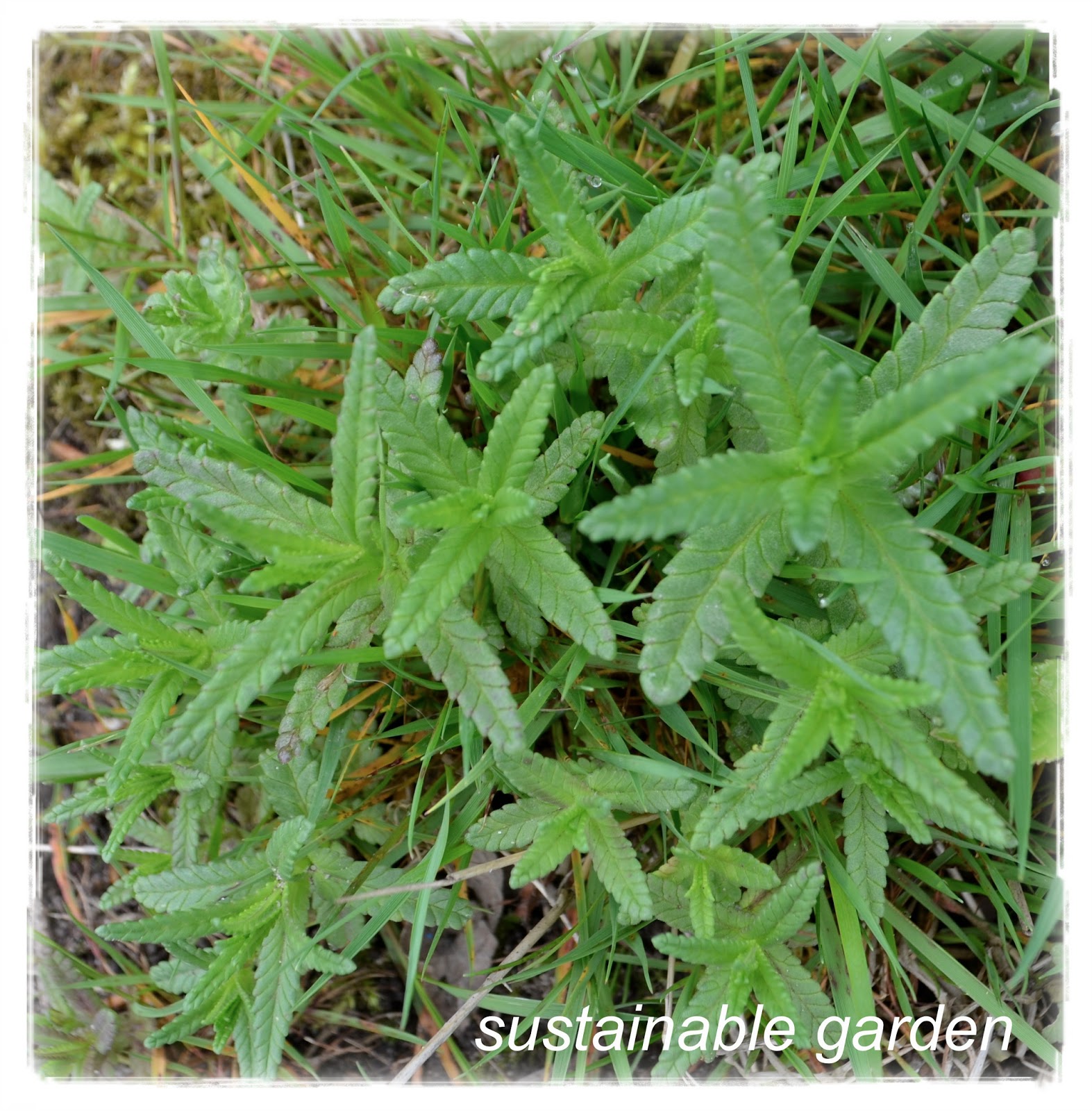sustainable garden orchard progress...