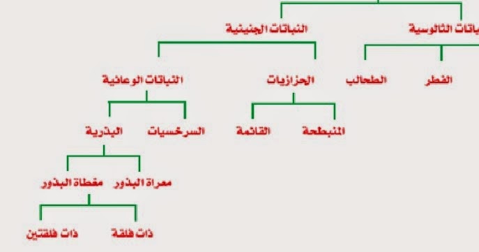 والوظيفة في التصنيف وضع الكائنات المتشابهة في مجموعات التركيب يدخل الكربون