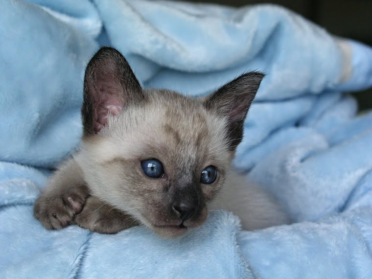 Carolina Blues Cattery Siamese Kittens for Sale Siamese Kittens for
