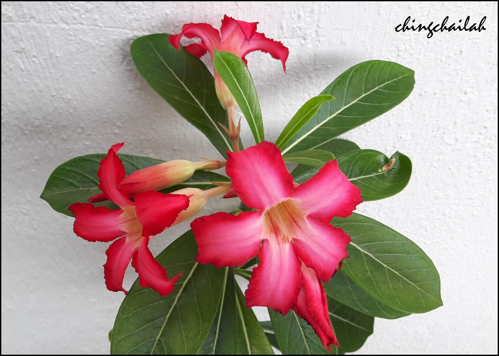 Simple Living In Nancy: Growing Desert Rose Or Adenium Obesum In My Garden.